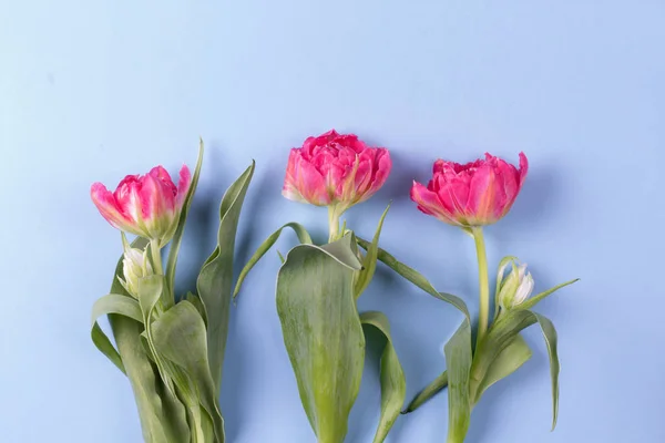 Una maqueta de flores de primavera. Composición floral con espacio de copia. Estilo laico plano —  Fotos de Stock
