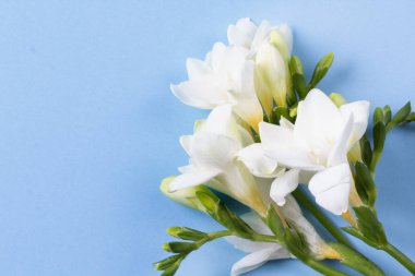 Bahar çiçeği maketi. Kopya alanı ile çiçek kompozisyonu. Düz döşeme stili