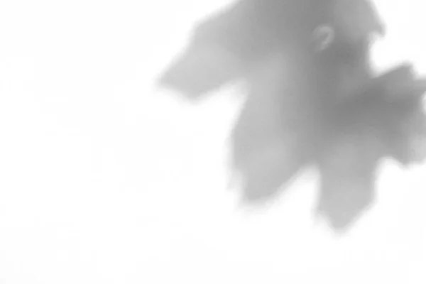 ใบไม้บนผนังสีขาว ผลลัพธ์การซ้อนทับเงา — ภาพถ่ายสต็อก