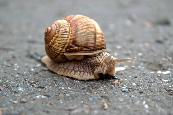 Bir salyangoz kaldırıma closeup