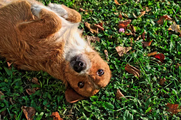 Closeup Happy Dog Rolling Grass Royalty Free Stock Photos