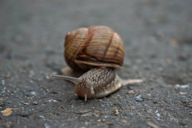 Bir salyangoz kaldırıma closeup