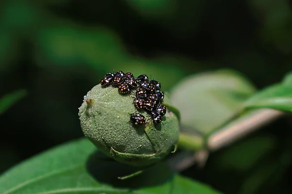 Closeup of a swarm of black bugs on a flower bud