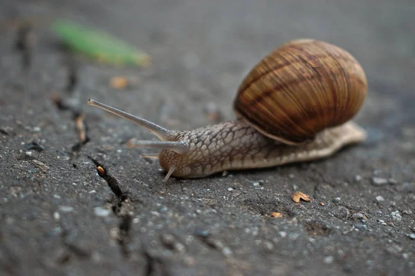 Closeup Snail Pavement — Stock Photo, Image