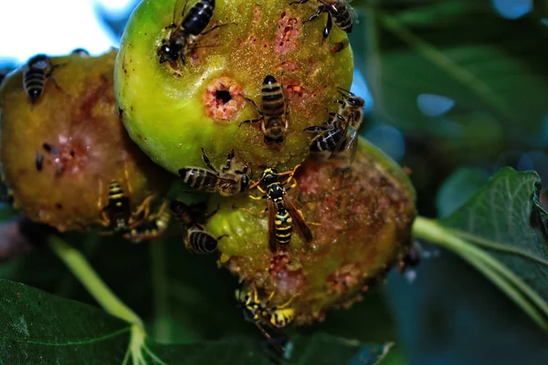 Closeup Wasps Ripe Figs Royalty Free Stock Images