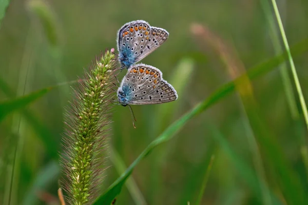 Primer Plano Dos Mariposas Sobre Una Hierba — Foto de Stock