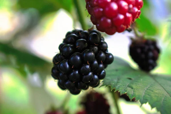 Primer Plano Moras Que Crecen Jardín —  Fotos de Stock