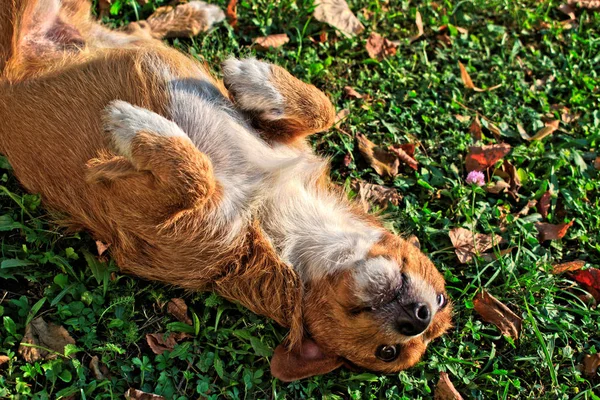 Closeup Dog Rolling Grass — Stock Photo, Image