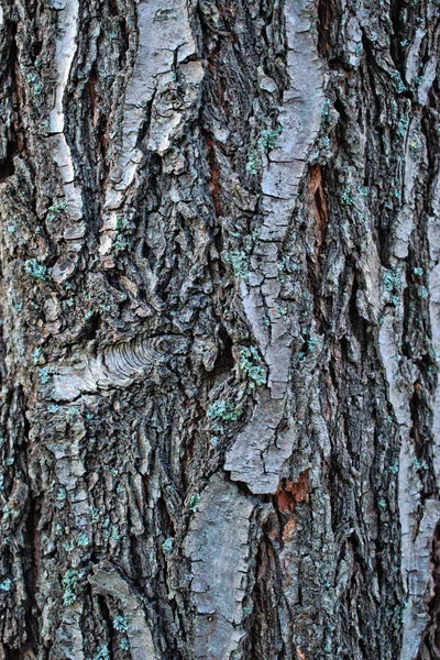 Closeup Uma Casca Árvore Fundo Textura — Fotografia de Stock
