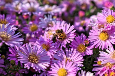 Mor bir çiçek bir arıya closeup