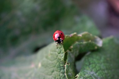 Closeup böceğinin üzerindeki yeşil yaprak