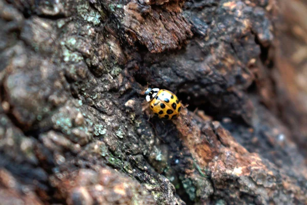 树皮上的黄色瓢虫特写镜头 — 图库照片