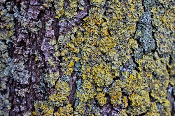 Closeup Uma Casca Árvore Fundo Textura — Fotografia de Stock