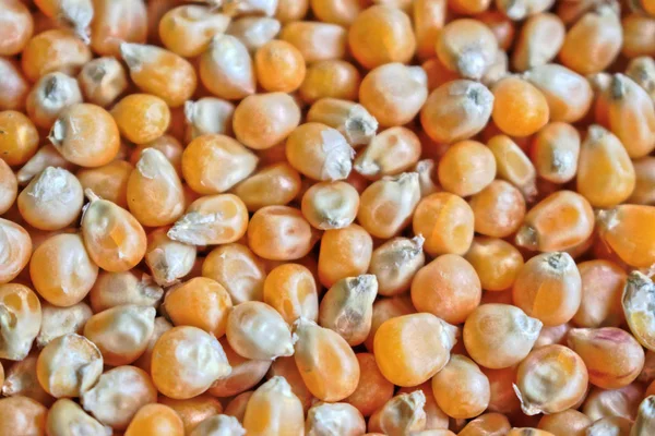 Primer Plano Los Granos Palomitas Maíz Fondo Textura — Foto de Stock