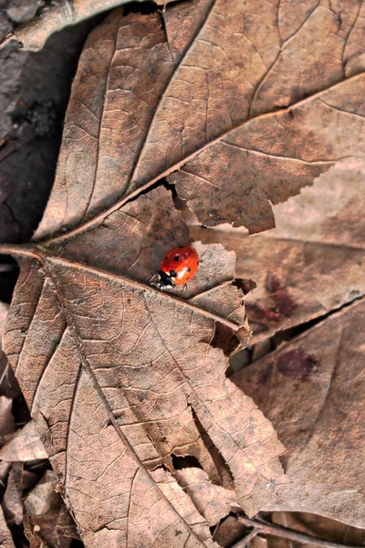 叶子上的一只红色瓢虫特写镜头 — 图库照片