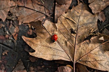 Kırmızı böceğinin üzerindeki yaprak closeup