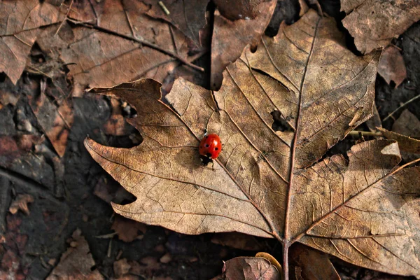 Primer Plano Una Mariquita Roja Una Hoja —  Fotos de Stock