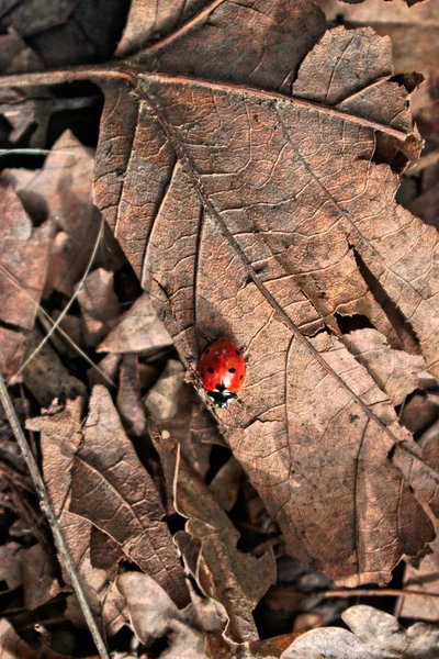 Close Van Een Rood Lieveheersbeestje Een Blad — Stockfoto