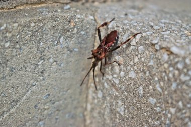 Bir duvar üzerinde kahverengi bir suikastçı hata closeup