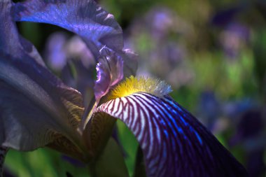 Mor iris yakın çekim