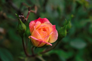 Pembe ve sarı bir gülün yakın çekimi