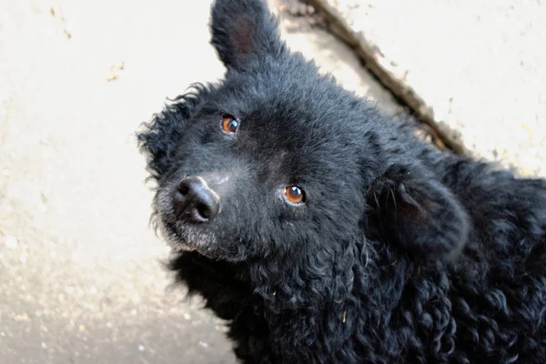 Black Croatian Sheepdog Sitting Outdoors Royalty Free Stock Photos