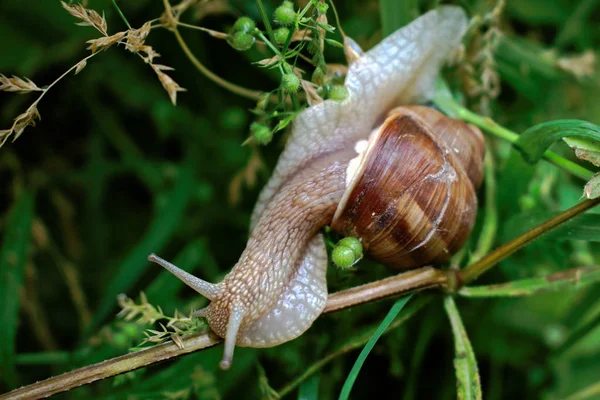 Slak Een Tak — Stockfoto