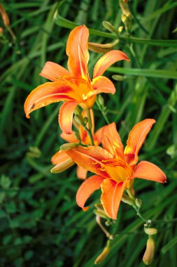 İki turuncu kaplan zambak