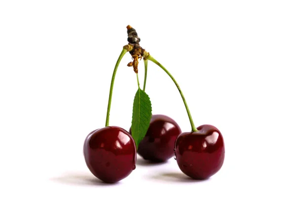 Cerezas Sobre Fondo Blanco — Foto de Stock