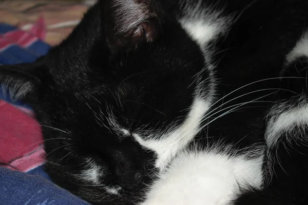 Uyuyan Bir Smokin Kedisinin Yakın Çekimi — Stok fotoğraf