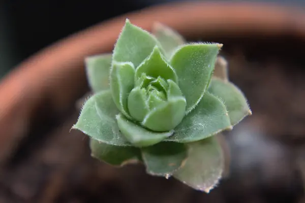 Petite Succulente Dans Pot — Photo