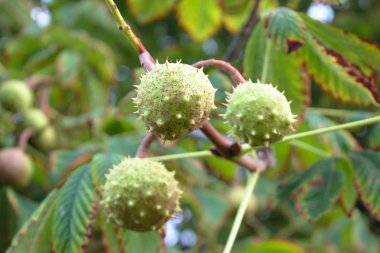Ağaçta kestane lerin kapatılması