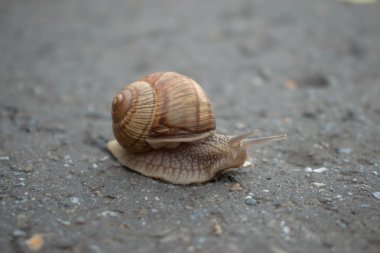 Kaldırımda bir salyangoz closeup
