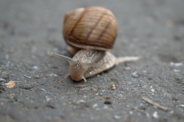 Kaldırımda bir salyangoz closeup