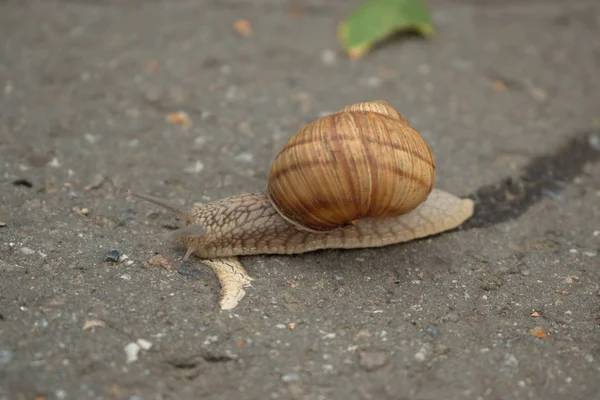 在人行道上的蜗牛特写 — 图库照片