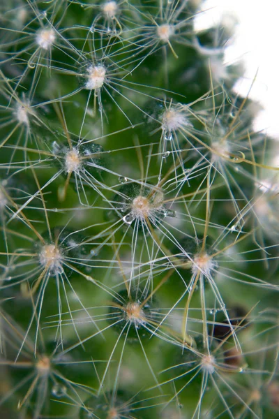 Närbild Vatten Droppar Kaktus — Stockfoto