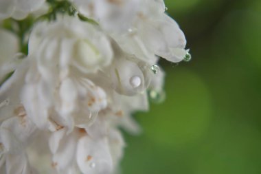 Çiçek yaprağından düşen su damlası