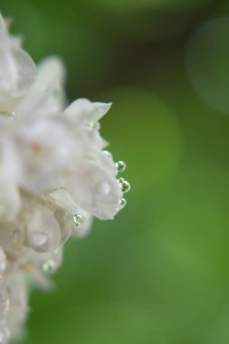 Çiçek yaprağından düşen su damlası