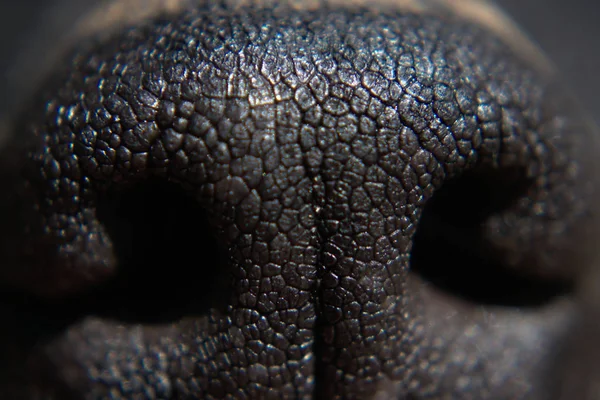 Closeup Dog Nose Royalty Free Stock Images