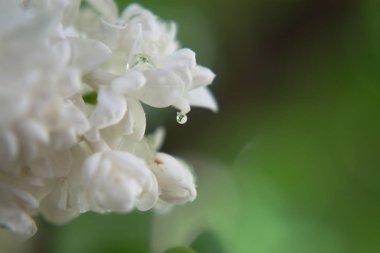 Çiçek yaprağından düşen su damlası