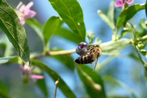 Nahaufnahme Einer Biene Auf Einer Blume — Stockfoto