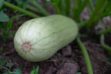 Bahçede yetişen bir kabak closeup