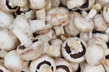 Beyaz champignon mantar arka plan