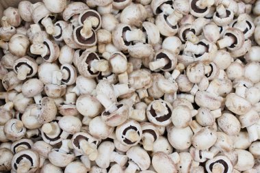 Beyaz champignon mantar arka plan