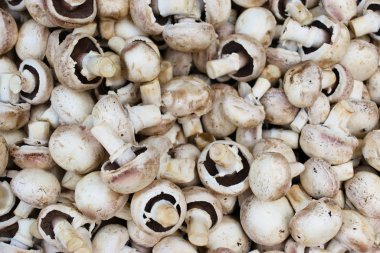 Beyaz champignon mantar arka plan