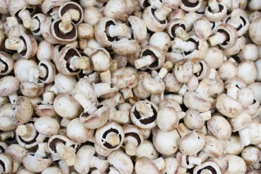 Beyaz champignon mantar arka plan