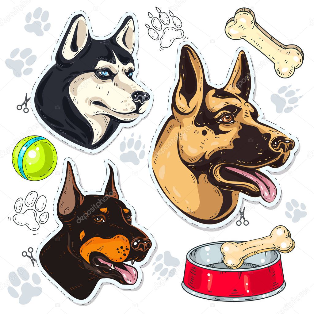 Vector illustration, icons colored dog. Set guard dog breeds, dog head, shepherd, husky, Doberman and a bowl of bone isolated on white background