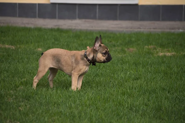 Σκύλος Πάρκο Άνοιξη Ημέρα Θερμότητα Χλόη Γαλλικό Μπουλντόγκ Γαλλικά Μπουλντόγκ — Φωτογραφία Αρχείου