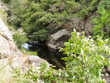 Dağ nehri, yeşillik, çevre turizmi. Bereketli yeşillik ve doğal manzarayla çevrili manzaralı dağ nehri. Çevre turizmi için mükemmel bir yer, deniz kenarında piknik, ya da kuraklık ve iklim değişikliği hakkında çevre bilinci.