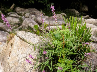  Dağ nehri, yeşillik, eko-turistik dağ nehri yemyeşil ve doğal manzarayla çevrili. Çevre turizmi için mükemmel bir yer, deniz kenarında piknik, ya da kuraklık ve iklim değişikliği hakkında çevre bilinci.